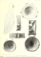 An illustration from A monograph of the fossil Reptilia of the Liassic formations (1861)