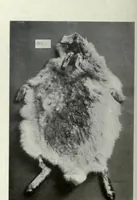 An illustration from A monograph on albinism in man (1911)