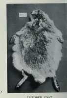 An illustration from A monograph on albinism in man (1911)
