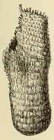An illustration from A Montauk cemetery at Easthampton, Long island (1920)