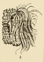 An illustration from A Montauk cemetery at Easthampton, Long island (1920)