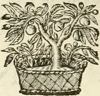 An illustration from Monumenta Patauina, Sertorii Vrsati studio collecta, digesta, explicata, suisque iconibus expressa (1652)