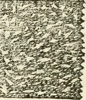 An illustration from Monumenta Patauina, Sertorii Vrsati studio collecta, digesta, explicata, suisque iconibus expressa (1652)