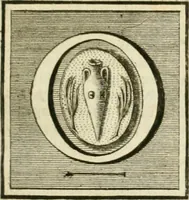 An illustration from Monumenta peloponnesia : commentariis explicata (1761)
