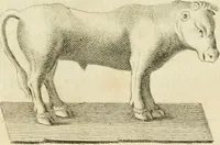 An illustration from Monumenta peloponnesia : commentariis explicata (1761)
