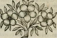 An illustration from Monumenta veteris Antii, hoc est, Inscriptio M. Aquilii et tabula solis Mithrae variis figuris & symbolis exsculpta quae nuper inibi reperta, nunc prodeunt commentari illustrata, & accuratè explicata : accedunt Dissertationes de Beleno et aliis quibusdam Aquilejensium diis. et De colonia Forojuliensi (1700)