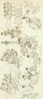 An illustration from Monumenti etruschi o di etrusco nome (1821)