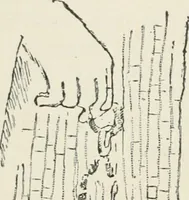 An illustration from Monuments of the early church (1901)