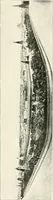 An illustration from Moscou (1904)