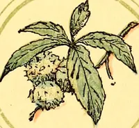 An illustration from Mother Goose , or The old nursery rhymes (1890)