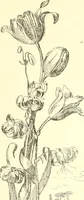 An illustration from Mother-play and nursery songs; (1906)