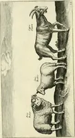 An illustration from Moyen povr avgmenter les revenvs du royaume de plusieurs millions: cela ce peut, augmentant le reuenu des terres, on peut faire que le bestial produira 2. fois plus de profit qu'il ne fait .. (1666)