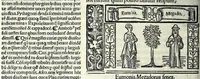 An illustration from M. Plauti linguae latinae principis comoediae XX recens ex collatione multorum codicum : q[ui] tum calamo scripti tum formulis excusi habeba[n]tur singulari diligentia recognitae : item eaedem comoediae o[mn]ibus fere locis co[m]mentationibus ornantur (1511)