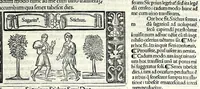 Picture 67 of 76 from M. Plauti linguae latinae principis comoediae XX recens ex collatione multorum codicum : q[ui] tum calamo scripti tum formulis excusi habeba[n]tur singulari diligentia recognitae : item eaedem comoediae o[mn]ibus fere locis co[m]mentationibus ornantur (1511), leaf 573