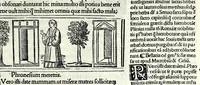 Picture 74 of 76 from M. Plauti linguae latinae principis comoediae XX recens ex collatione multorum codicum : q[ui] tum calamo scripti tum formulis excusi habeba[n]tur singulari diligentia recognitae : item eaedem comoediae o[mn]ibus fere locis co[m]mentationibus ornantur (1511), leaf 619