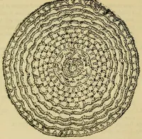 An illustration from Mrs. Gaugain's crochet D'Oyley book : [No. I-III] (1846)