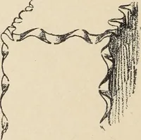 An illustration from Méthode de composition ornementale (1905)