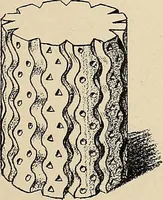 An illustration from Méthode de composition ornementale (1905)
