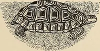 Picture 441 of 664 from Méthode de composition ornementale (1905), leaf 242