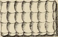 An illustration from Méthode de composition ornementale (1905)