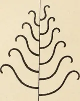 An illustration from Méthode de composition ornementale (1905)