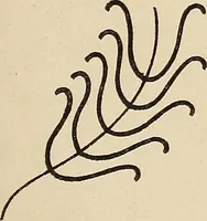 An illustration from Méthode de composition ornementale (1905)
