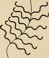 An illustration from Méthode de composition ornementale (1905)