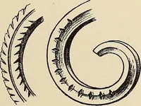 An illustration from Méthode de composition ornementale (1905)