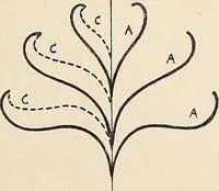 An illustration from Méthode de composition ornementale (1905)