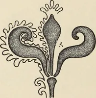 An illustration from Méthode de composition ornementale (1905)