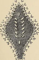 An illustration from Méthode de composition ornementale (1905)