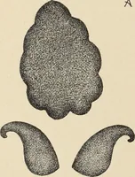 An illustration from Méthode de composition ornementale (1905)