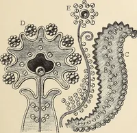 An illustration from Méthode de composition ornementale (1905)