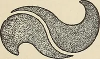 An illustration from Méthode de composition ornementale (1905)