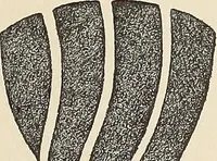 Picture 546 of 1030 from Méthode de composition ornementale (1905), leaf 250