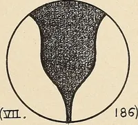 Picture 55 of 1030 from Méthode de composition ornementale (1905), leaf 34
