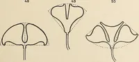 An illustration from Méthode de composition ornementale (1905)