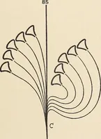 An illustration from Méthode de composition ornementale (1905)
