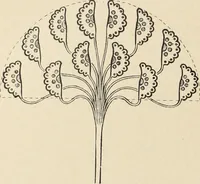 An illustration from Méthode de composition ornementale (1905)