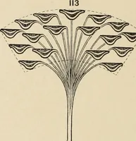 An illustration from Méthode de composition ornementale (1905)