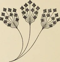An illustration from Méthode de composition ornementale (1905)