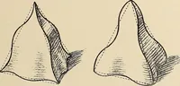 An illustration from Méthode de composition ornementale (1905)