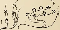 An illustration from Méthode de composition ornementale (1905)