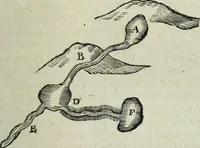 An illustration from Mundus Subterraneus, in XII libros digestus; quo divinum subterrestris mundi opificium, mira ergasteriorum naturæ in eo distributio, verbo pantámorphou Protei regnum, universæ denique naturæ majestas (1665)