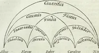 An illustration from Mundus Subterraneus, in XII libros digestus; quo divinum subterrestris mundi opificium, mira ergasteriorum naturæ in eo distributio, verbo pantámorphou Protei regnum, universæ denique naturæ majestas (1665)