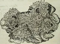 An illustration from Mundus Subterraneus, in XII libros digestus; quo divinum subterrestris mundi opificium, mira ergasteriorum naturæ in eo distributio, verbo pantámorphou Protei regnum, universæ denique naturæ majestas (1665)