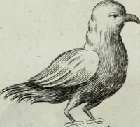 An illustration from Mundus Subterraneus, in XII libros digestus; quo divinum subterrestris mundi opificium, mira ergasteriorum naturæ in eo distributio, verbo pantámorphou Protei regnum, universæ denique naturæ majestas (1665)