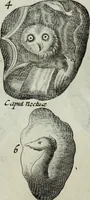 Picture 220 of 373 from Mundus Subterraneus, in XII libros digestus; quo divinum subterrestris mundi opificium, mira ergasteriorum naturæ in eo distributio, verbo pantámorphou Protei regnum, universæ denique naturæ majestas (1665), leaf 467