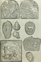 Picture 223 of 373 from Mundus Subterraneus, in XII libros digestus; quo divinum subterrestris mundi opificium, mira ergasteriorum naturæ in eo distributio, verbo pantámorphou Protei regnum, universæ denique naturæ majestas (1665), leaf 468