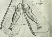 Picture 224 of 373 from Mundus Subterraneus, in XII libros digestus; quo divinum subterrestris mundi opificium, mira ergasteriorum naturæ in eo distributio, verbo pantámorphou Protei regnum, universæ denique naturæ majestas (1665), leaf 469